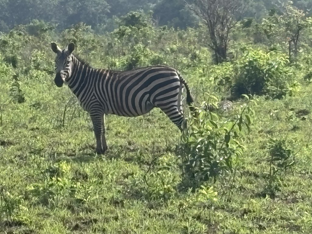 A ZEBRA ON MOMBASA SAFARI