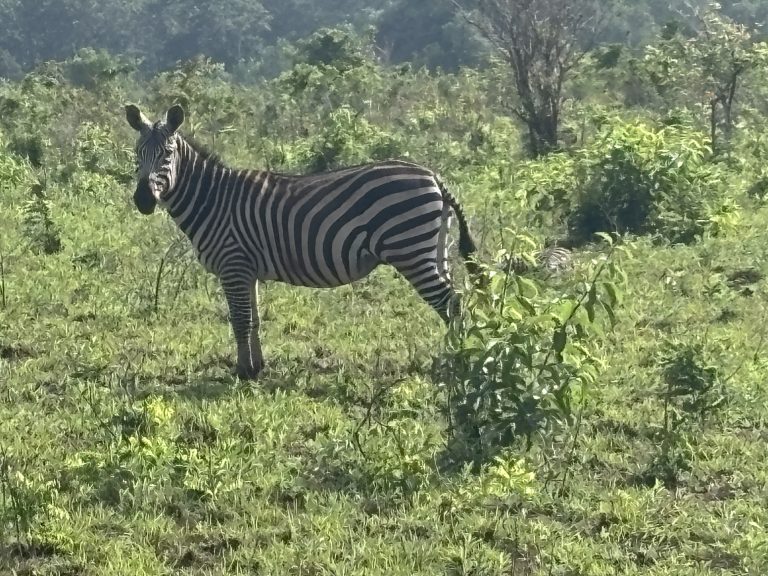 A ZEBRA ON MOMBASA SAFARI