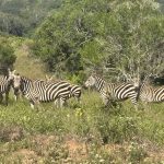 Zebras on the Shimba Hills safari