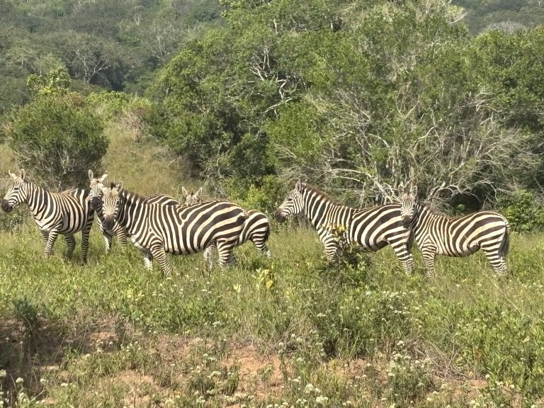 Zebras on the Shimba Hills safari