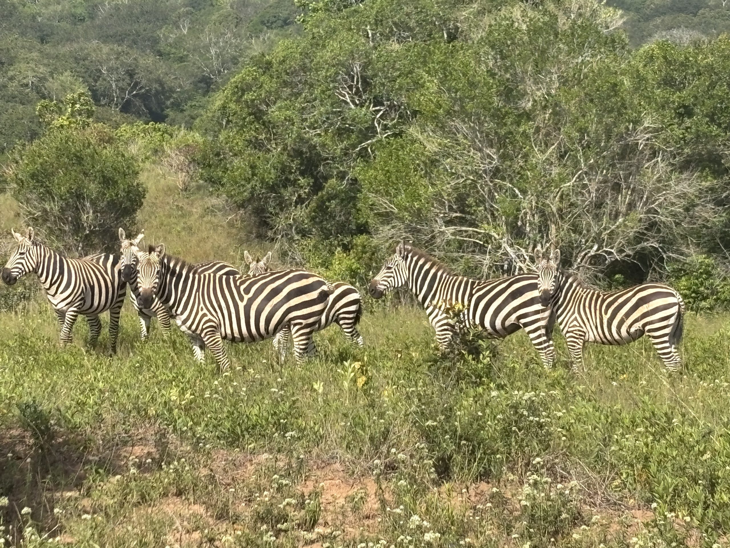Zebras on the Shimba Hills safari